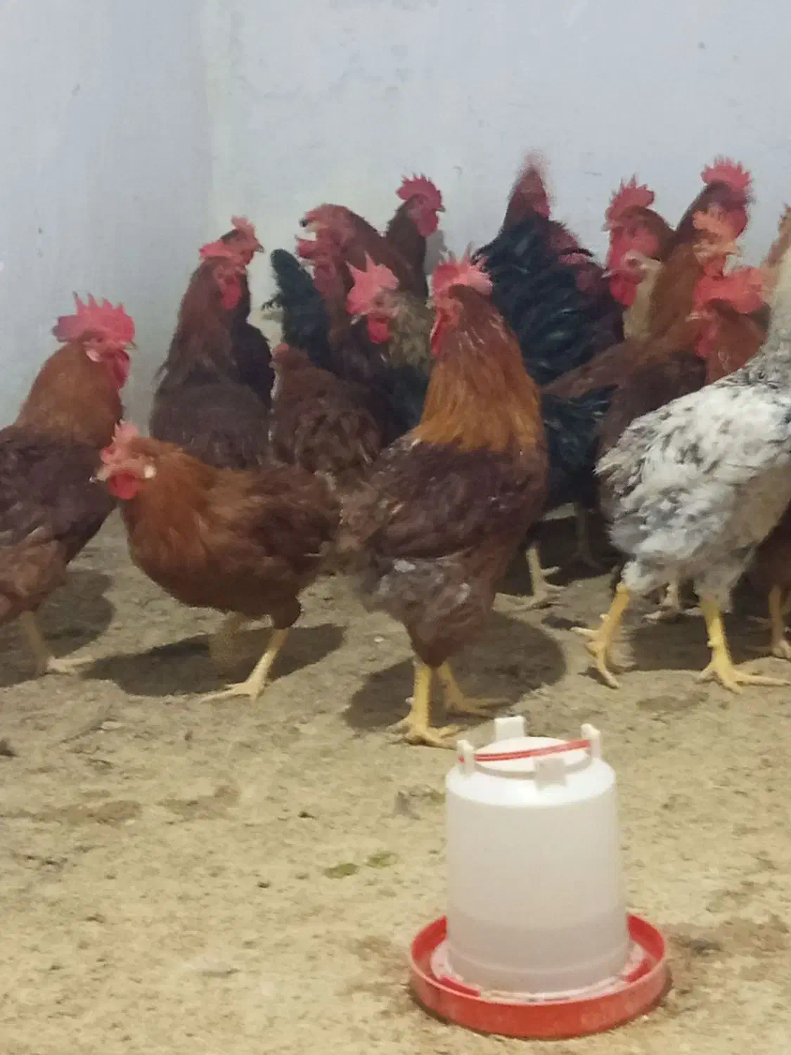 فروشمرغوخروسمحلیوکبوتر|حیوانات مزرعه|سمنان, |دیوار