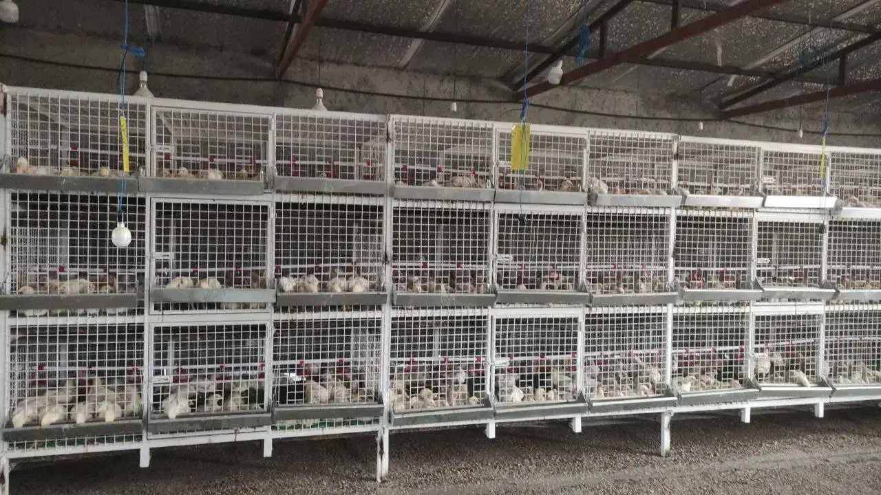 قفسه|عمده‌فروشی|سرخرود, |دیوار