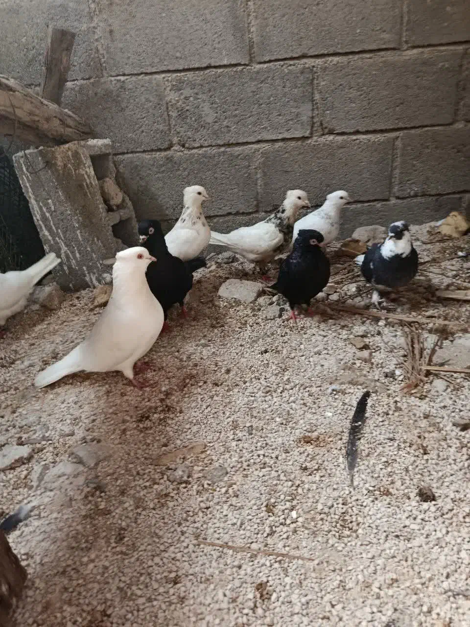 چند کبوتر|پرنده|جم, |دیوار