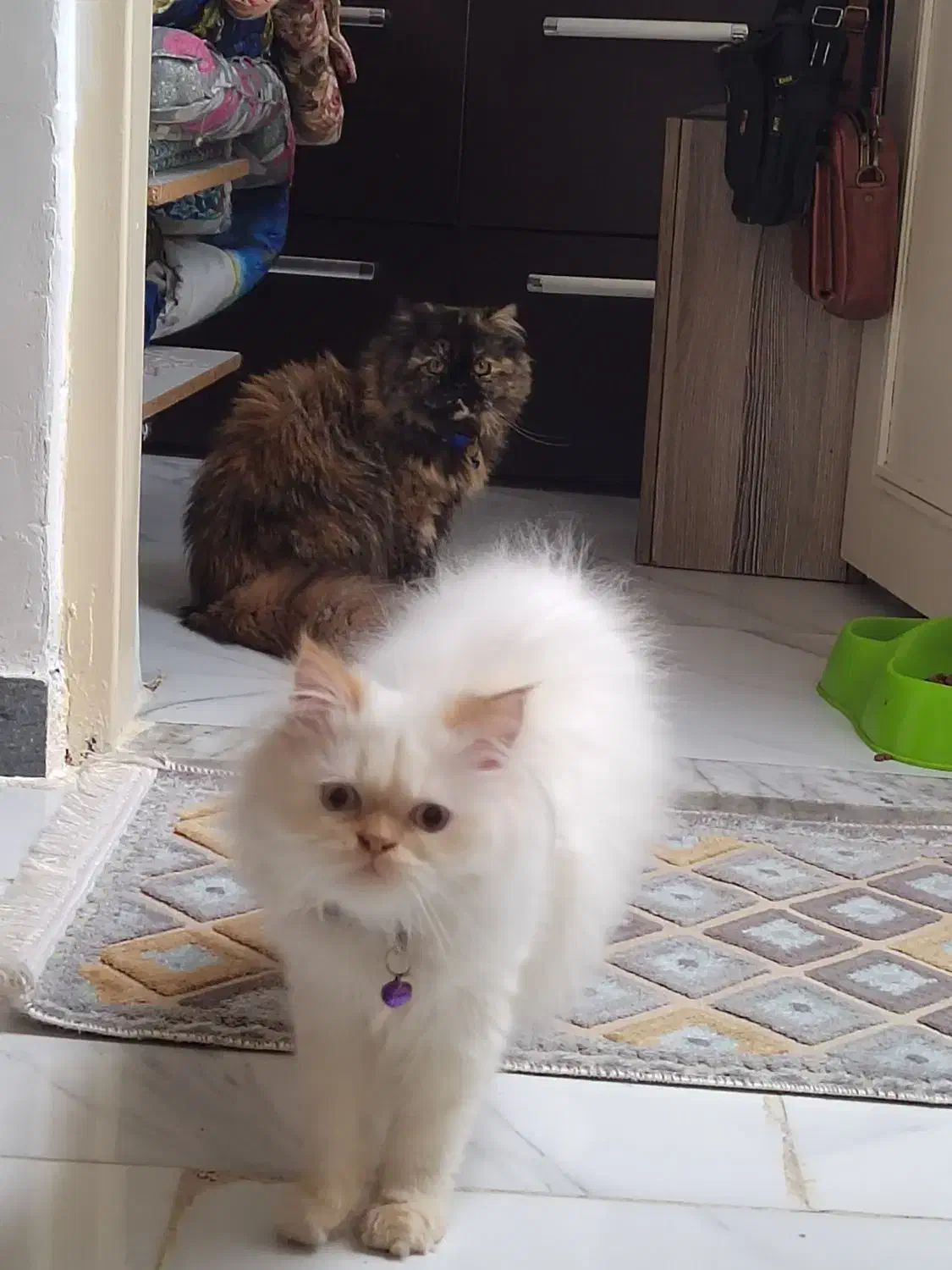 گربه های زیبا غیر، رایگان.|گربه|رشت, کوی فکوری|دیوار