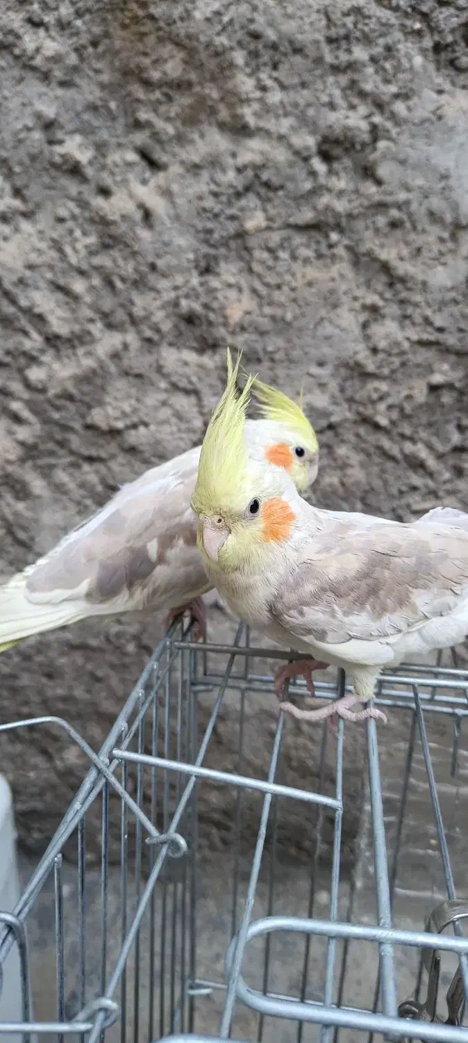 دو عدد عروس هلندی|پرنده|کوهدشت, |دیوار