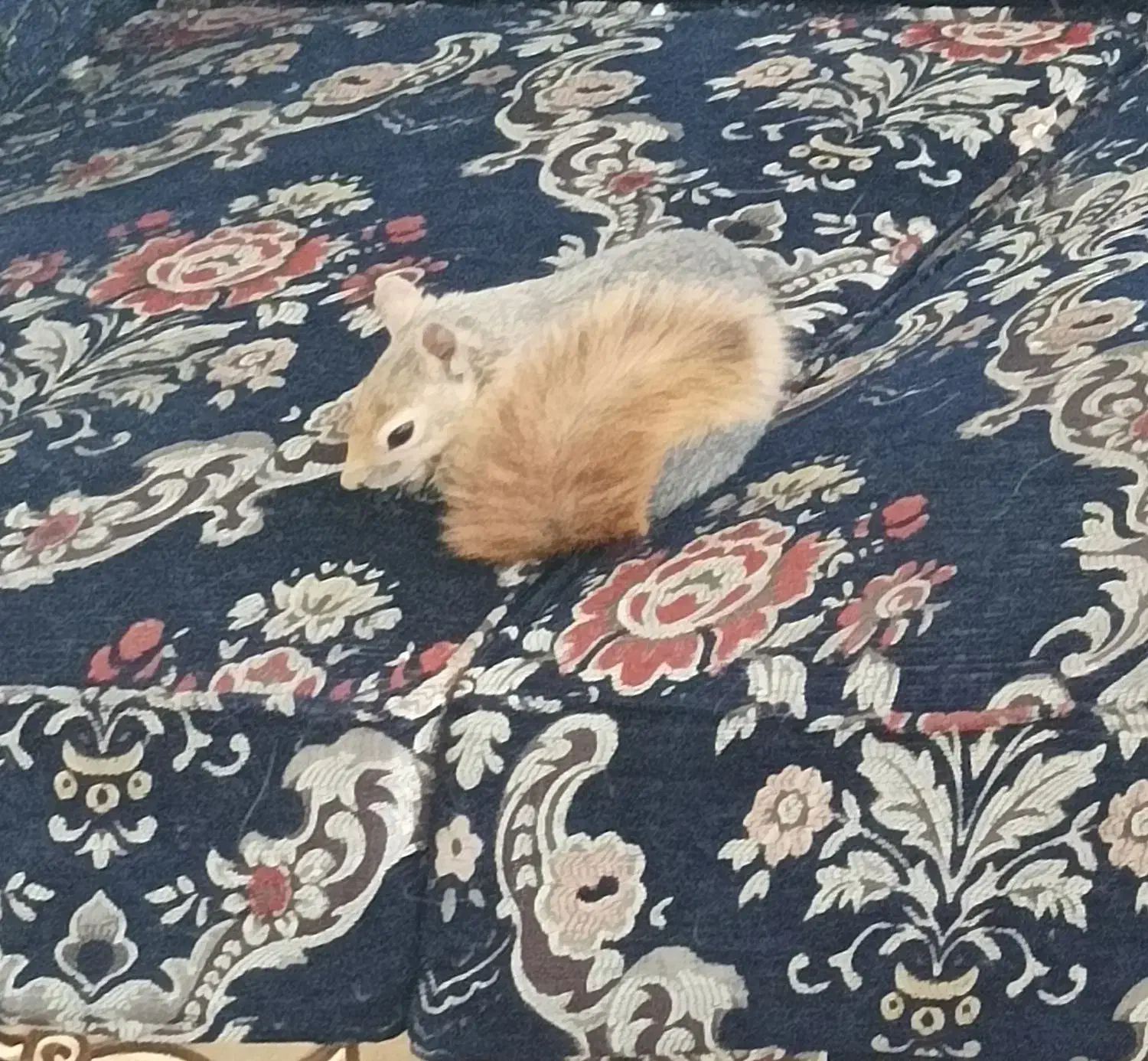 حیوانات گمشده|حیوانات|پردیس, فاز ۱|دیوار