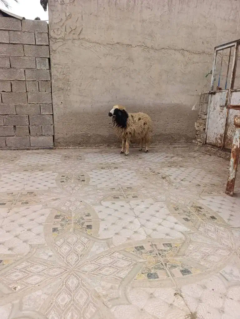 یک‌عدد‌بره‌|حیوانات مزرعه|چمران, |دیوار