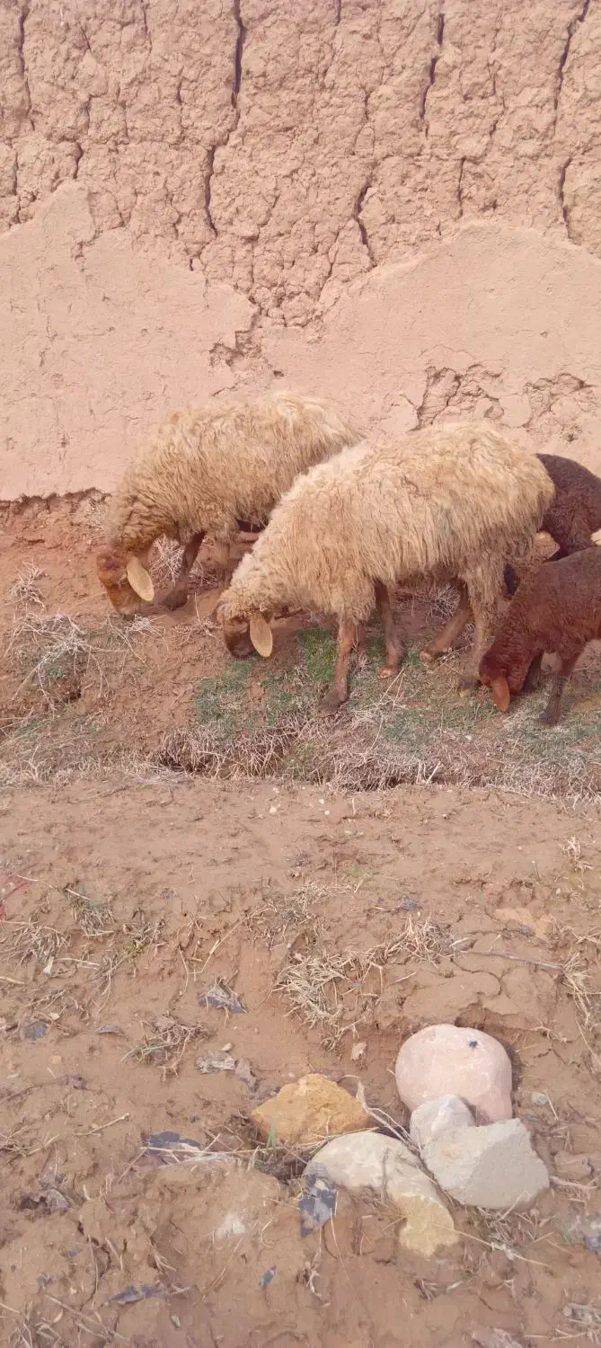 مال داشتی|حیوانات مزرعه|اسفراین, |دیوار