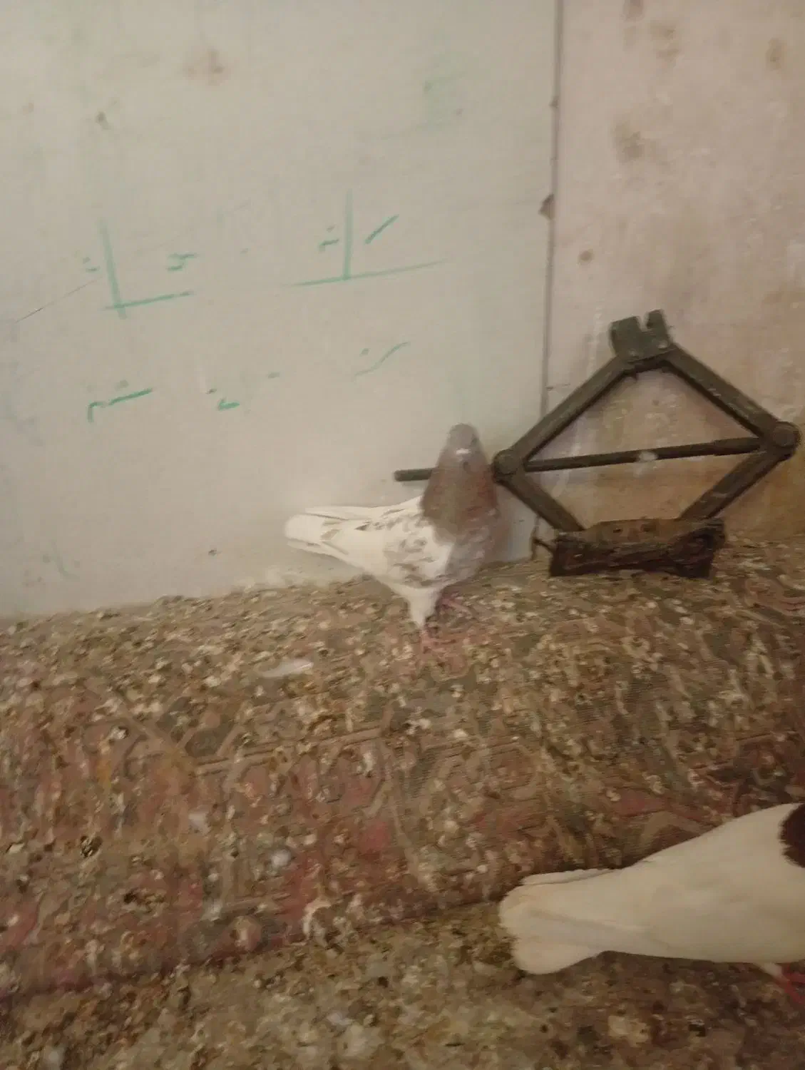 کفتر ماده کله ای|پرنده|بم, |دیوار