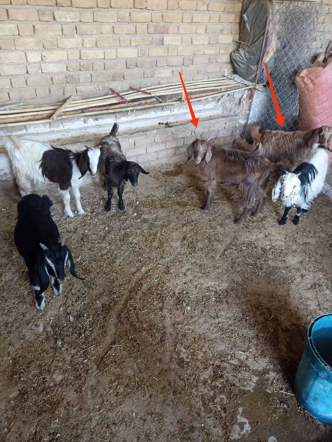 بزغاله درجه یک|حیوانات مزرعه|سرپل ذهاب, |دیوار