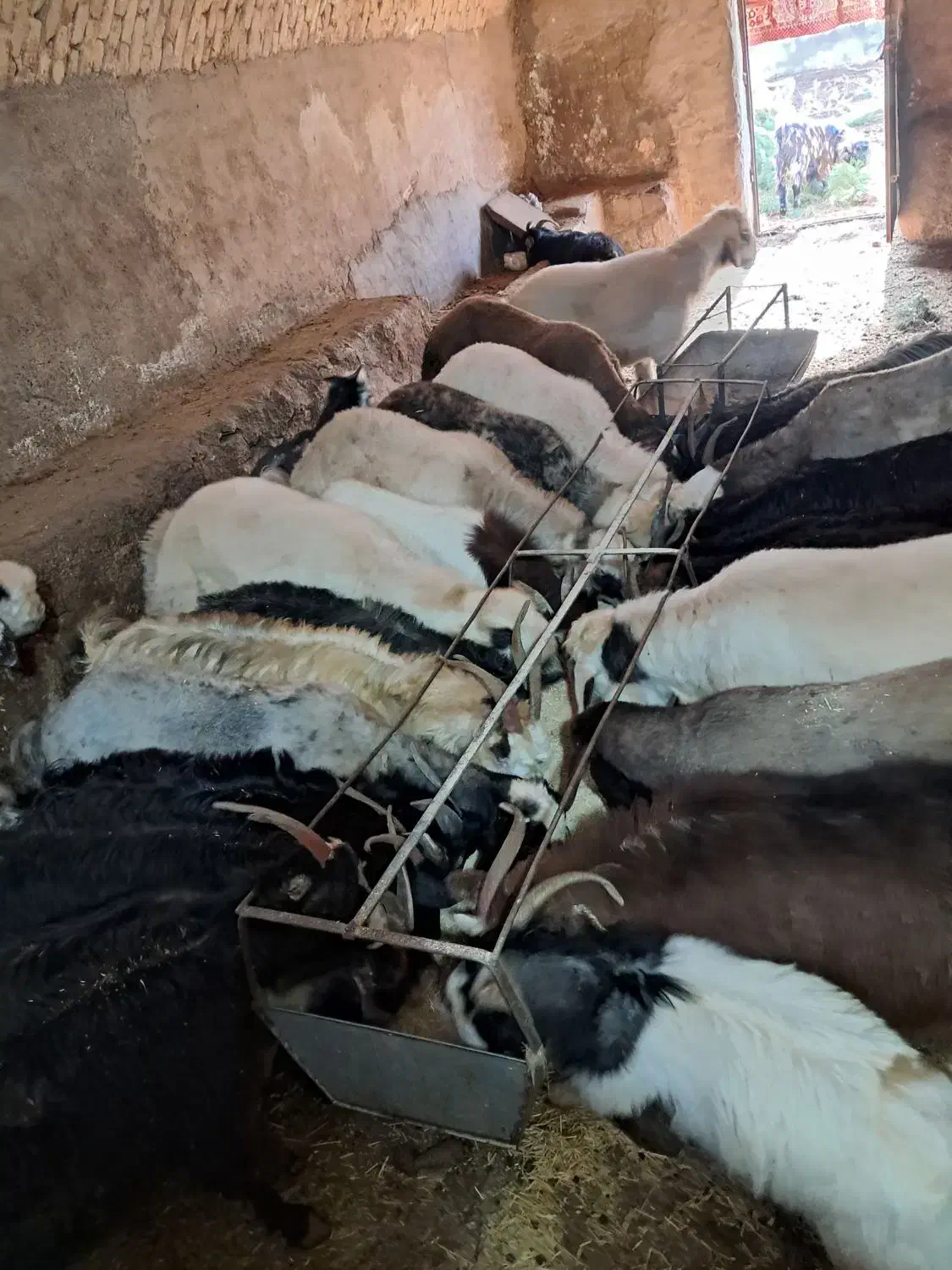 بره نر|حیوانات مزرعه|تفت, |دیوار