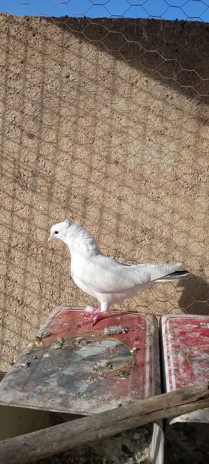 تهرانی درجه یک|پرنده|بروجرد, |دیوار