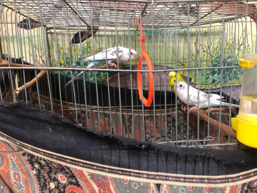 مرغ عشق|پرنده|اصفهان, جلالیه|دیوار