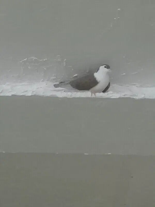 کبوتر|پرنده|خوسف, |دیوار