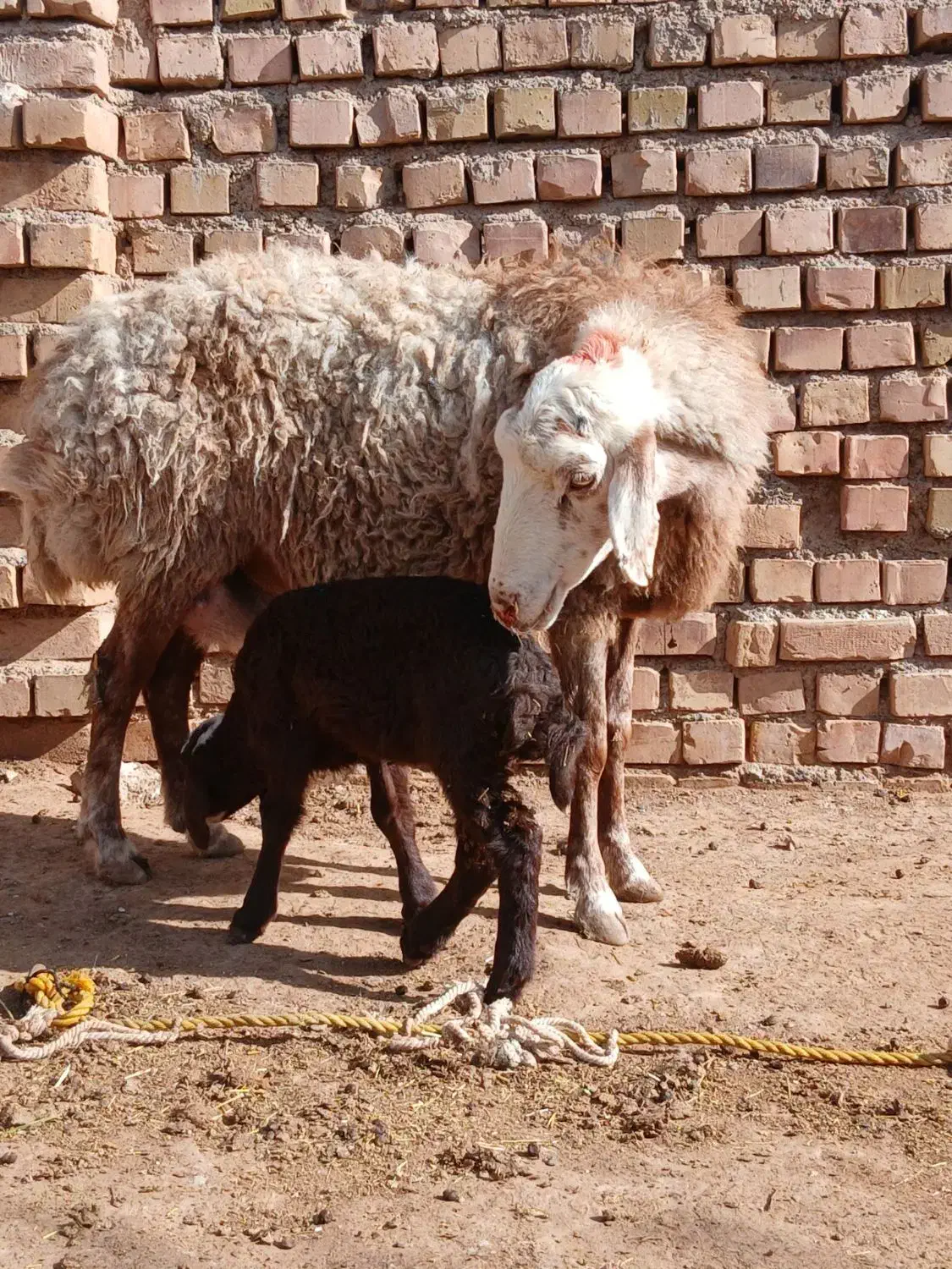 میش زاییده|حیوانات مزرعه|تربت جام, حافظ|دیوار