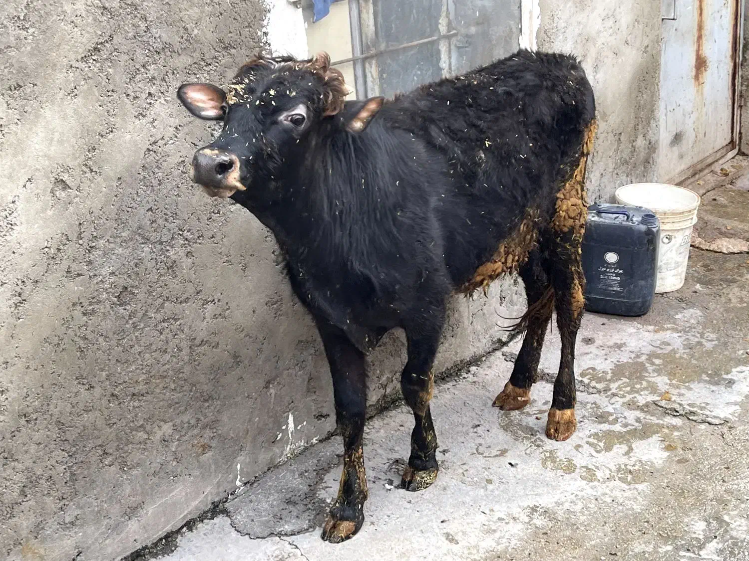 گوساله نر|حیوانات مزرعه|جوانرود, |دیوار