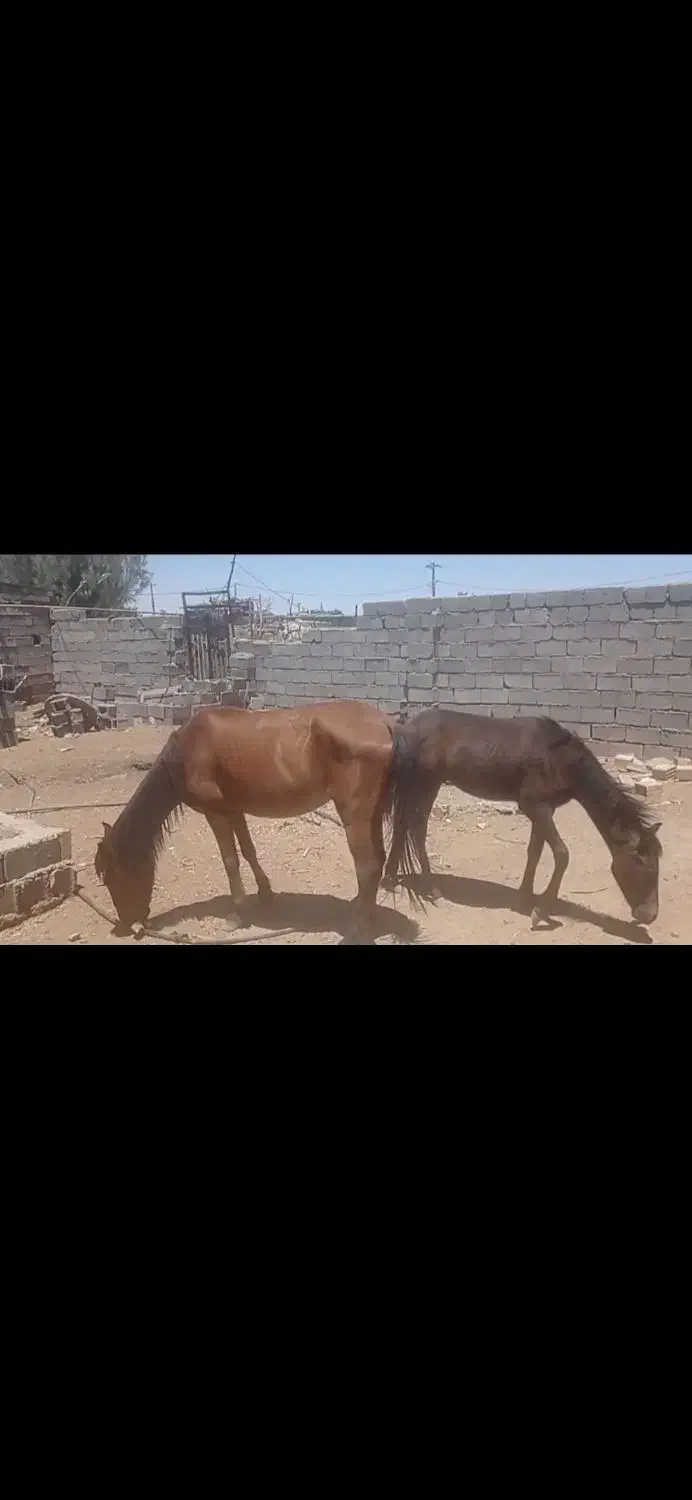 فروش اسب کردمادیون وکره|اسب و تجهیزات اسبسواری|سیرجان, |دیوار