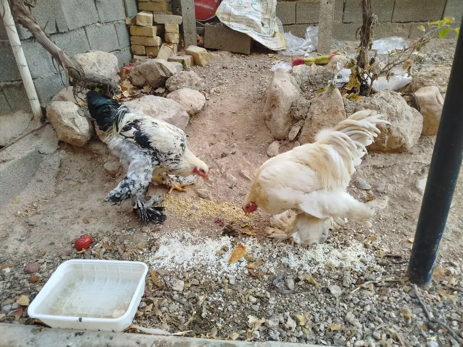 خروس برهما|حیوانات مزرعه|هشتگرد, فاز ۳ مهستان|دیوار