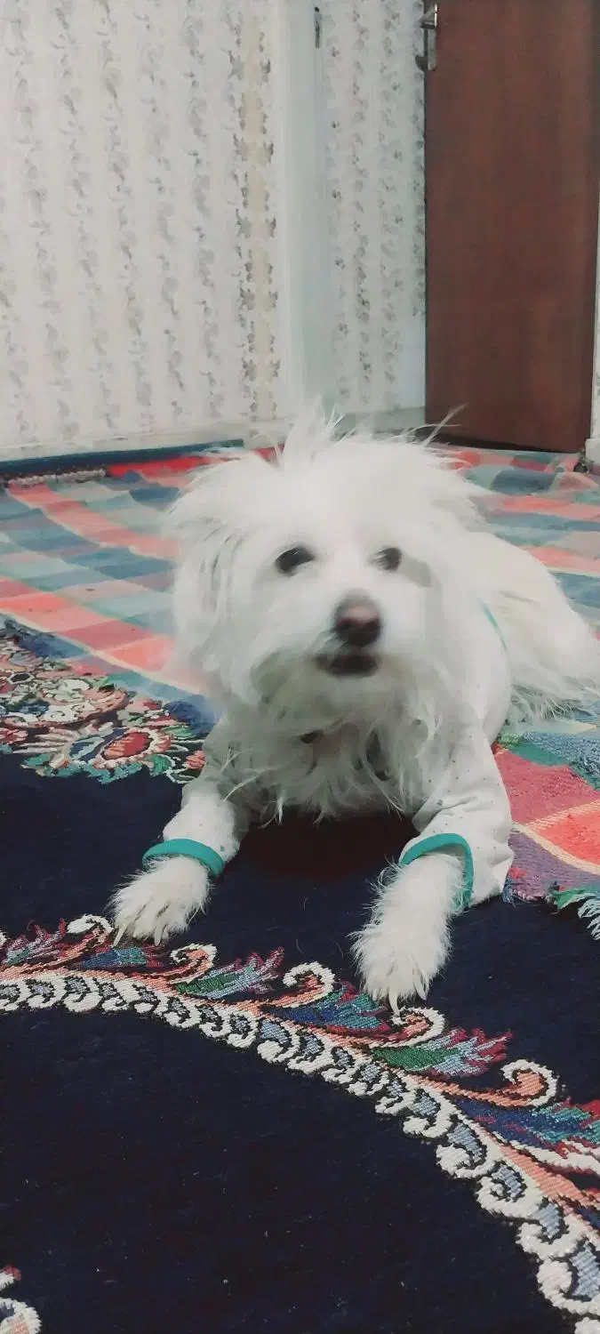 گم شده|حیوانات|بم, |دیوار