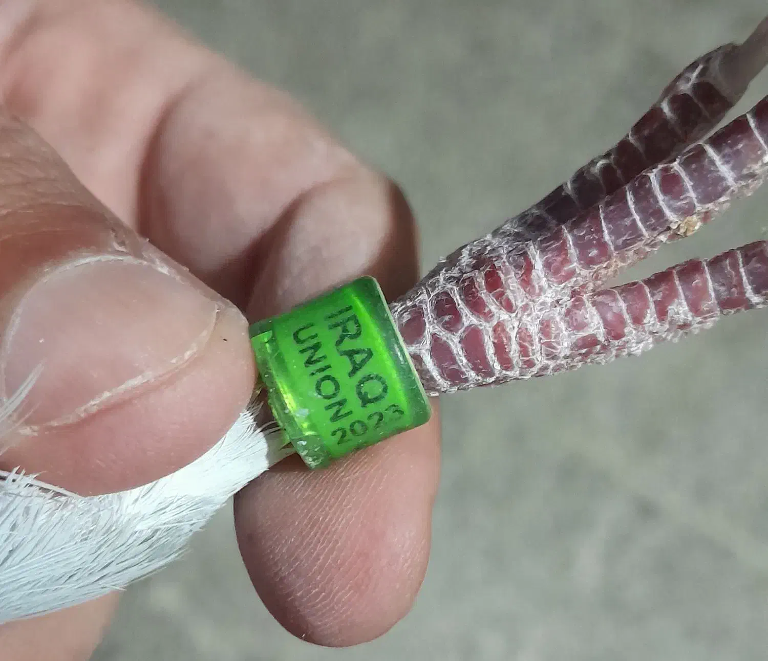 کبوتر عراق|پرنده|باوی, |دیوار