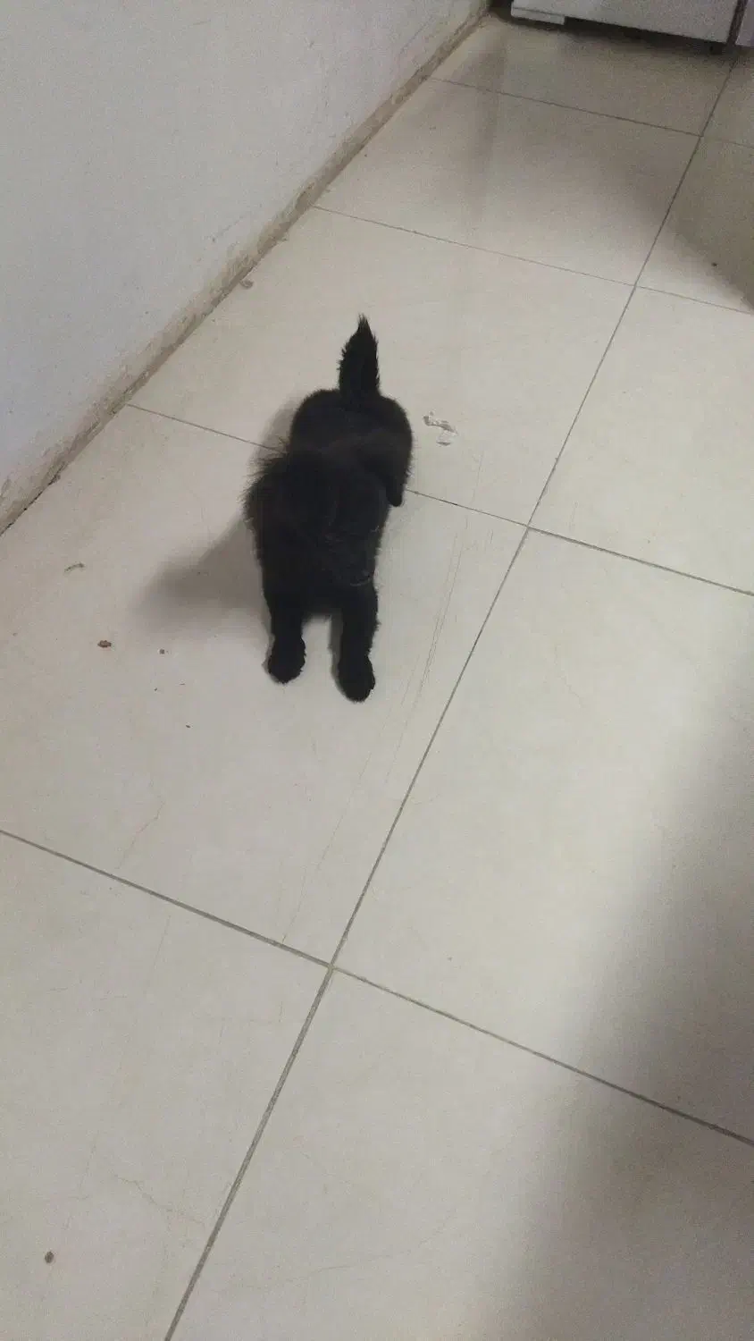 توله شیتزو چهارماهه|سگ|مسجد سلیمان, |دیوار