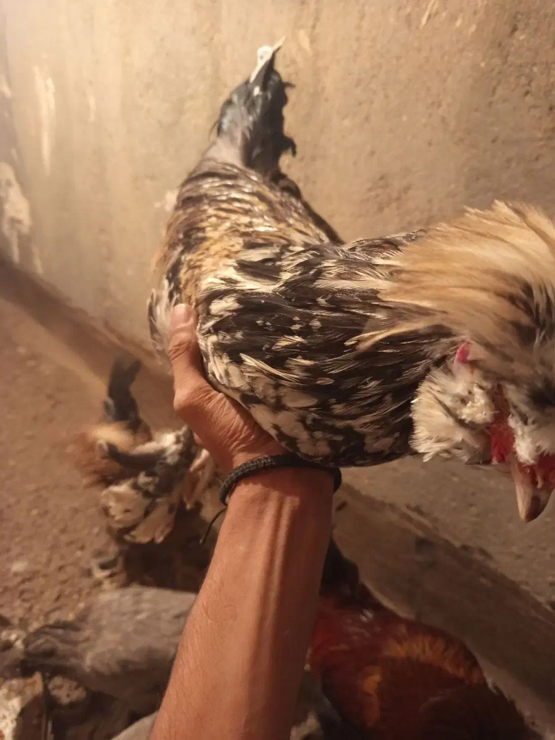 خروس و مرغ پرپا کاکولی|حیوانات مزرعه|تربت‌حیدریه, قائم|دیوار