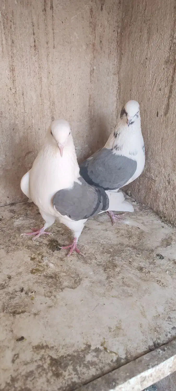 کفتر یا کبوتر|پرنده|قرچک, شهرک گلها|دیوار