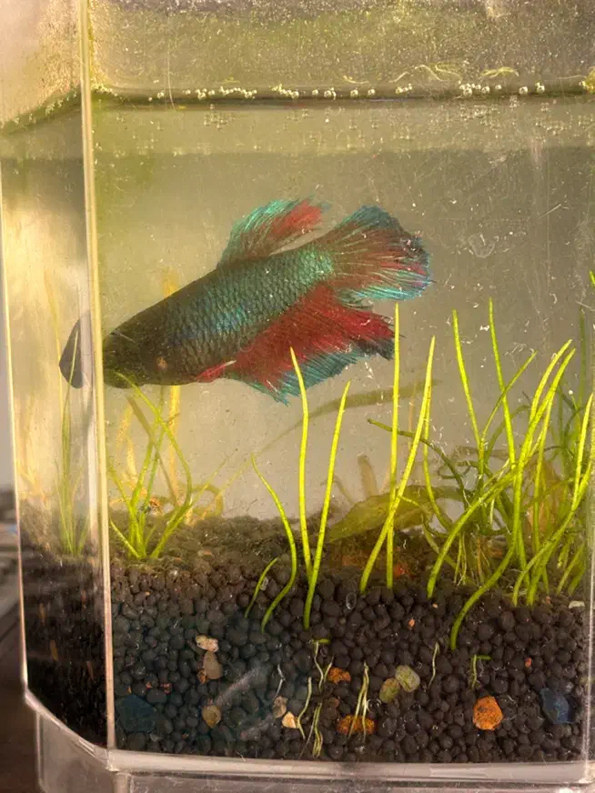 فایتر پلاکت|ماهی|تهران, فردوس|دیوار