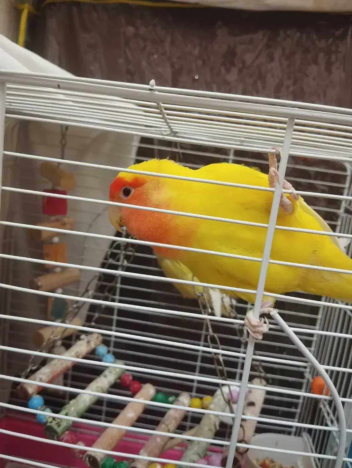 یک جفت طوطی برزیلی خوش رنگ (کارداده)|پرنده|تهران, اتابک|دیوار