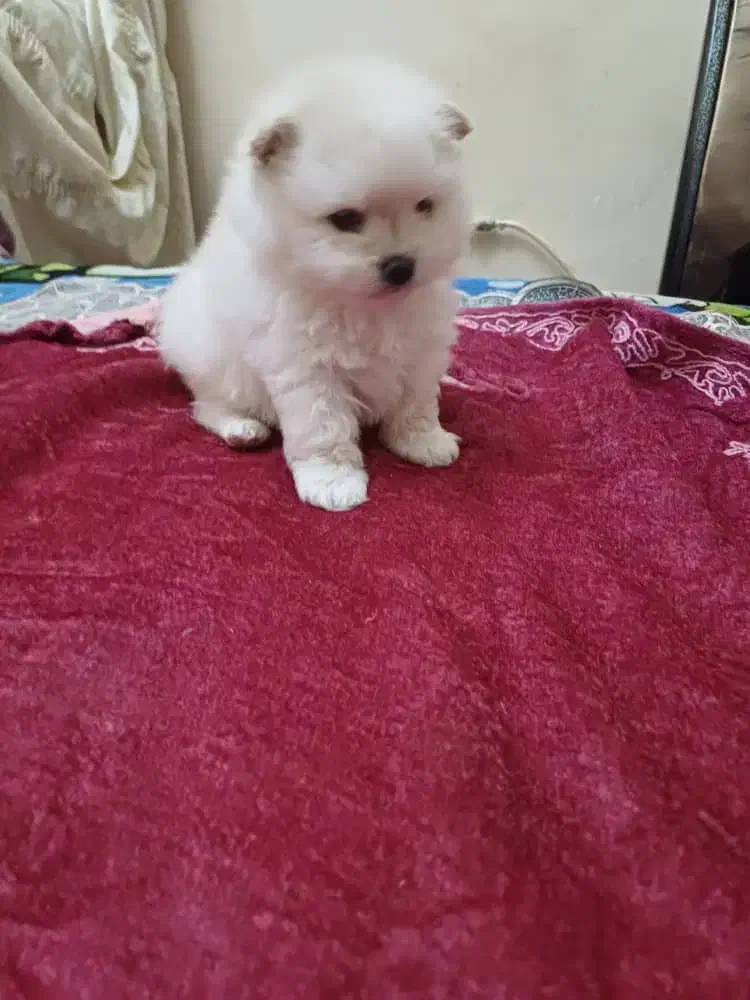 پامر خرسی سایز کوچولو|سگ|اردبیل, |دیوار