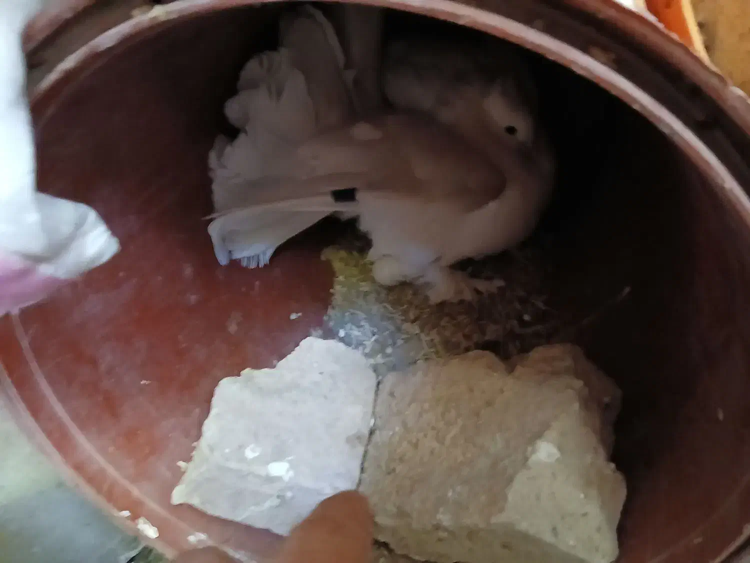 دمچتری با جوجه|پرنده|شهرکرد, |دیوار