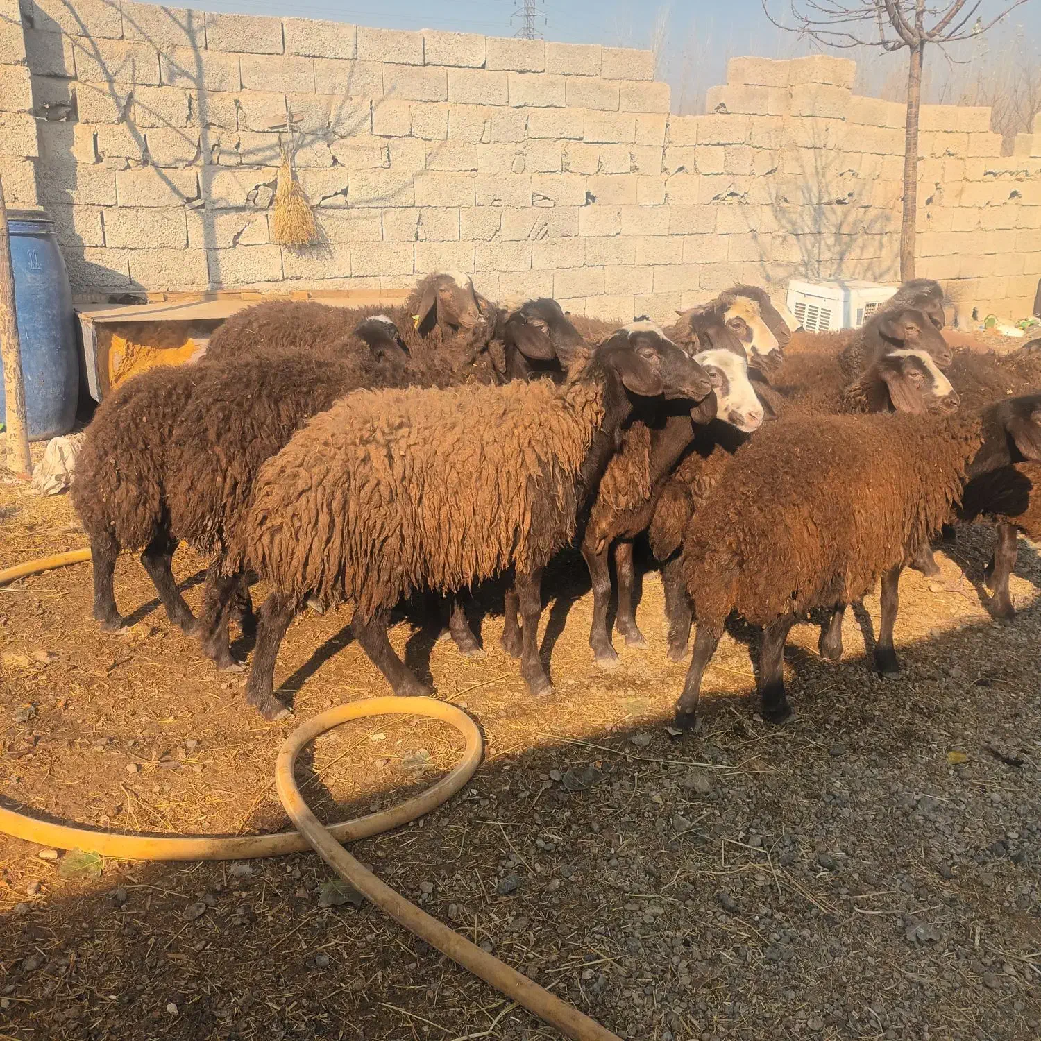توغلی و گوسفند|حیوانات مزرعه|اردبیل, |دیوار