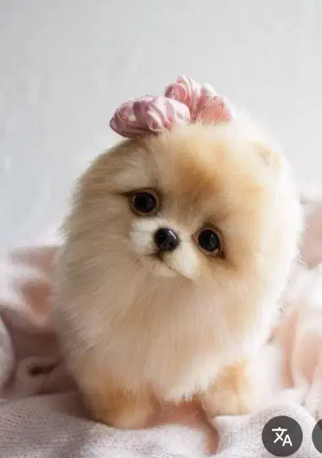 سگ واگذاری|سگ|کارون, |دیوار