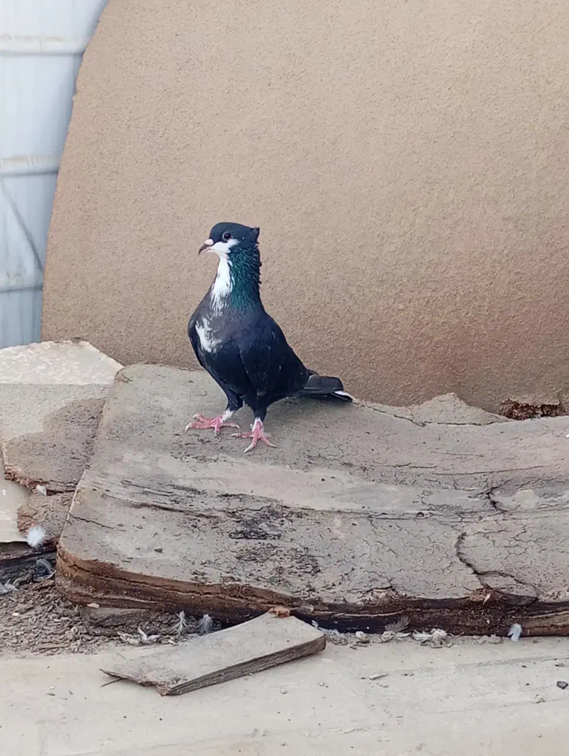 کرباتی نر|پرنده|بندرعباس, |دیوار