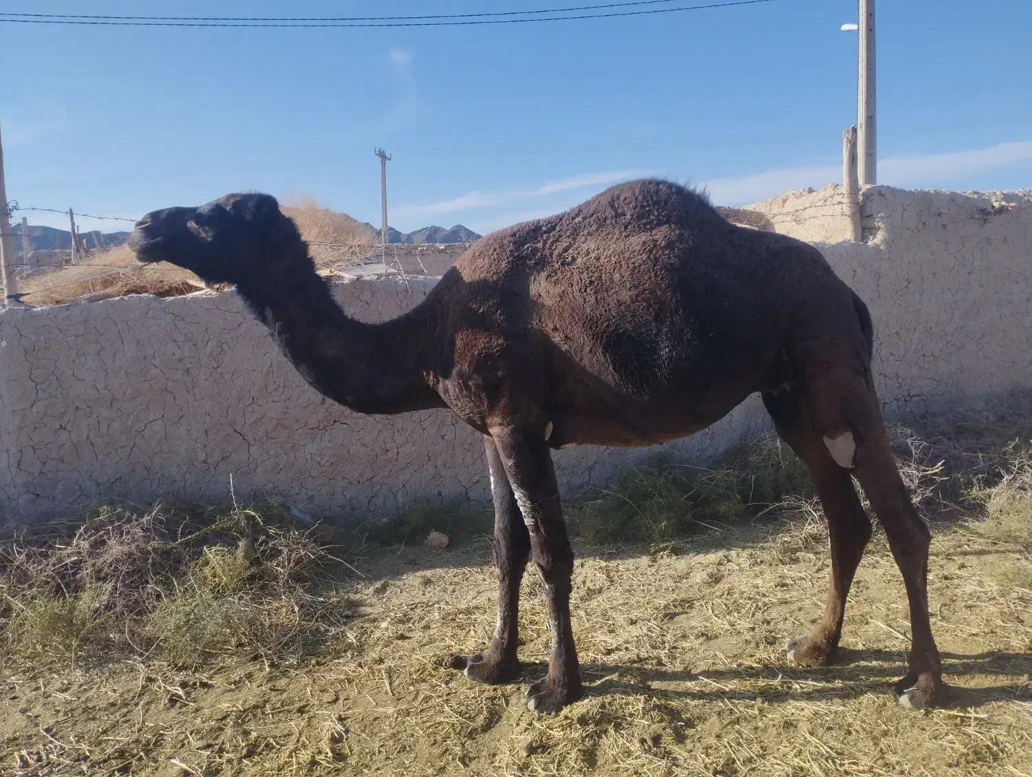 3تا شتر|حیوانات مزرعه|ریگ ملک, |دیوار