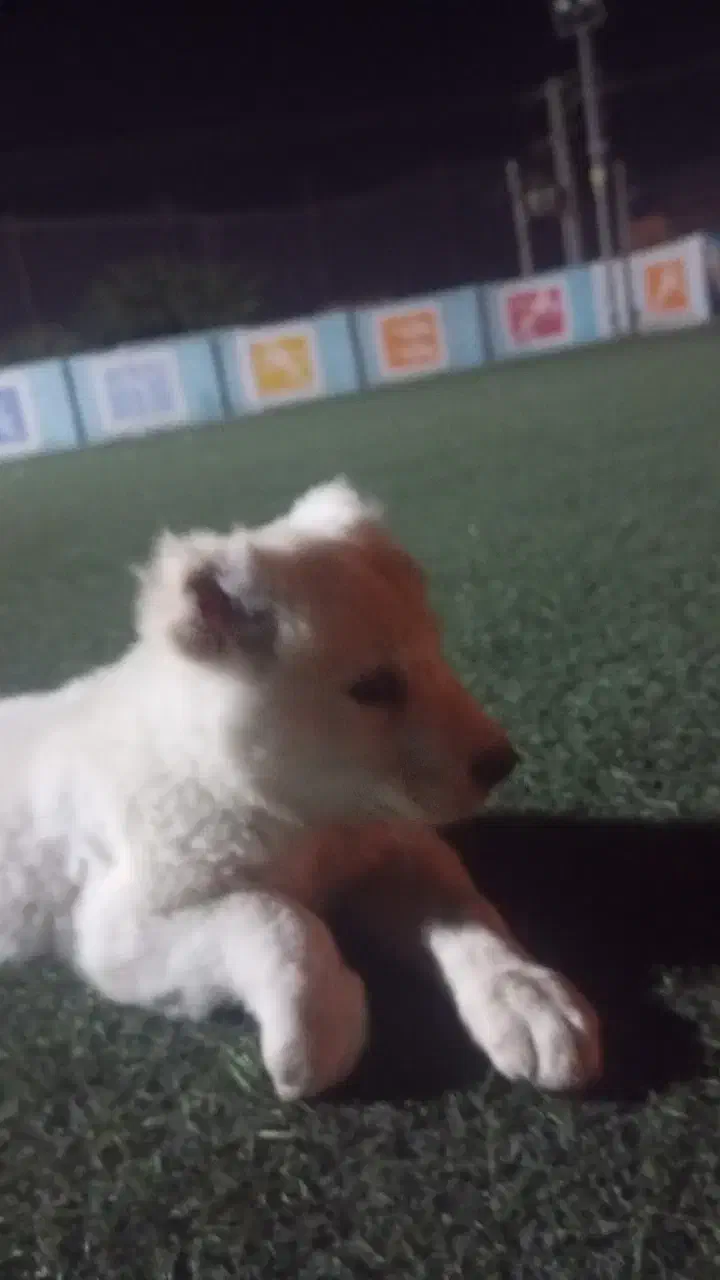 توله سگ افغان|سگ|بندرعباس, |دیوار