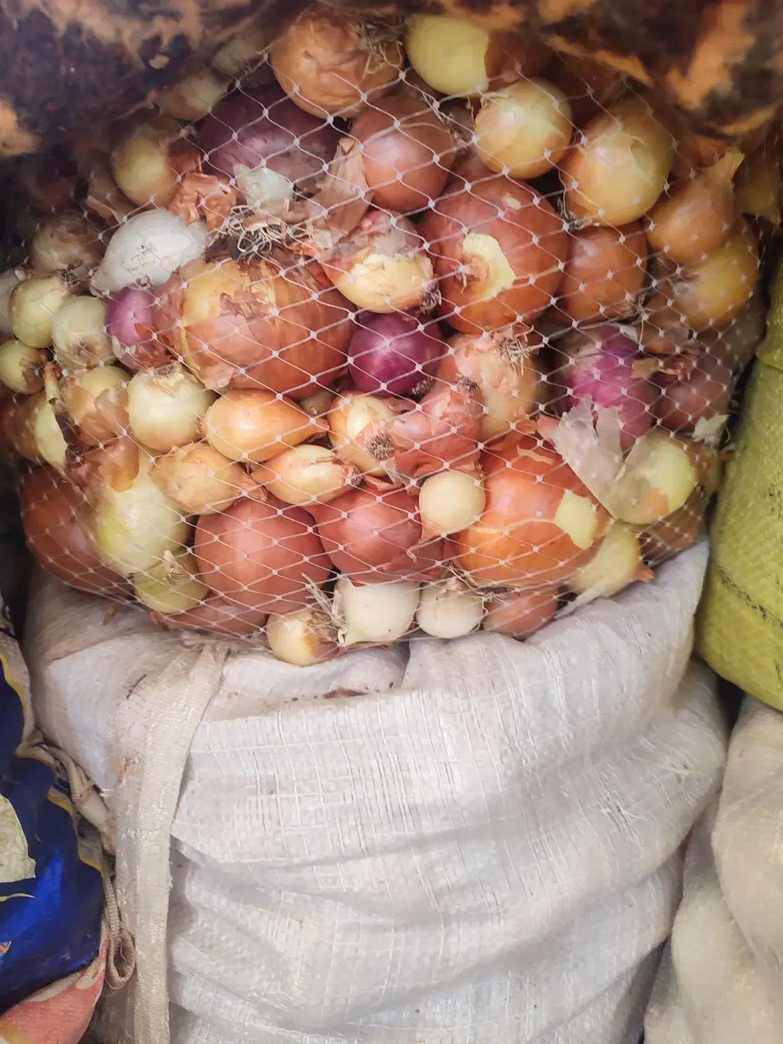 سیب و پیاز|خوردنی و آشامیدنی|جوانرود, |دیوار