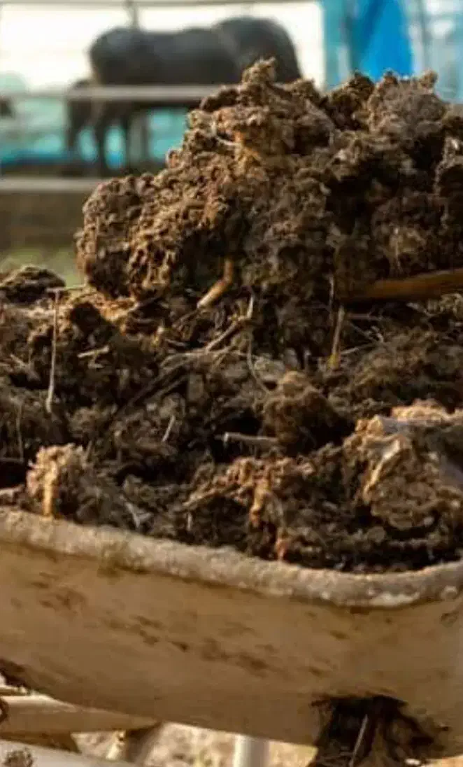 کود گاو|خدمات باغبانی و درختکاری|رودبنه, |دیوار