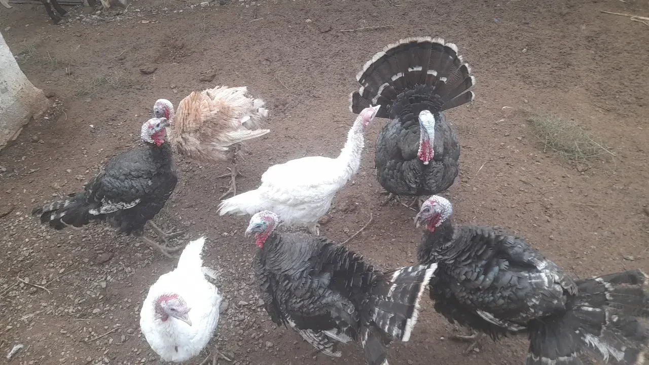 ۱۱تا بوقلمون ۶تا نر ۵تا ماده|حیوانات مزرعه|مشهد, تبادکان|دیوار