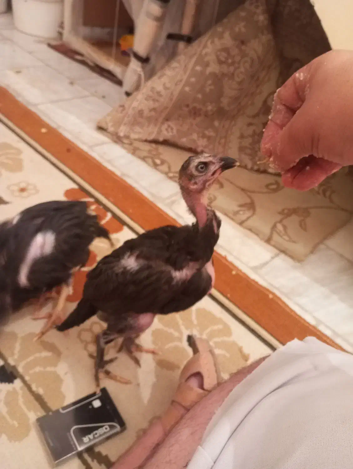 دوعدد جوجه لاری ۵۰روزه|حیوانات مزرعه|کرمانشاه, |دیوار