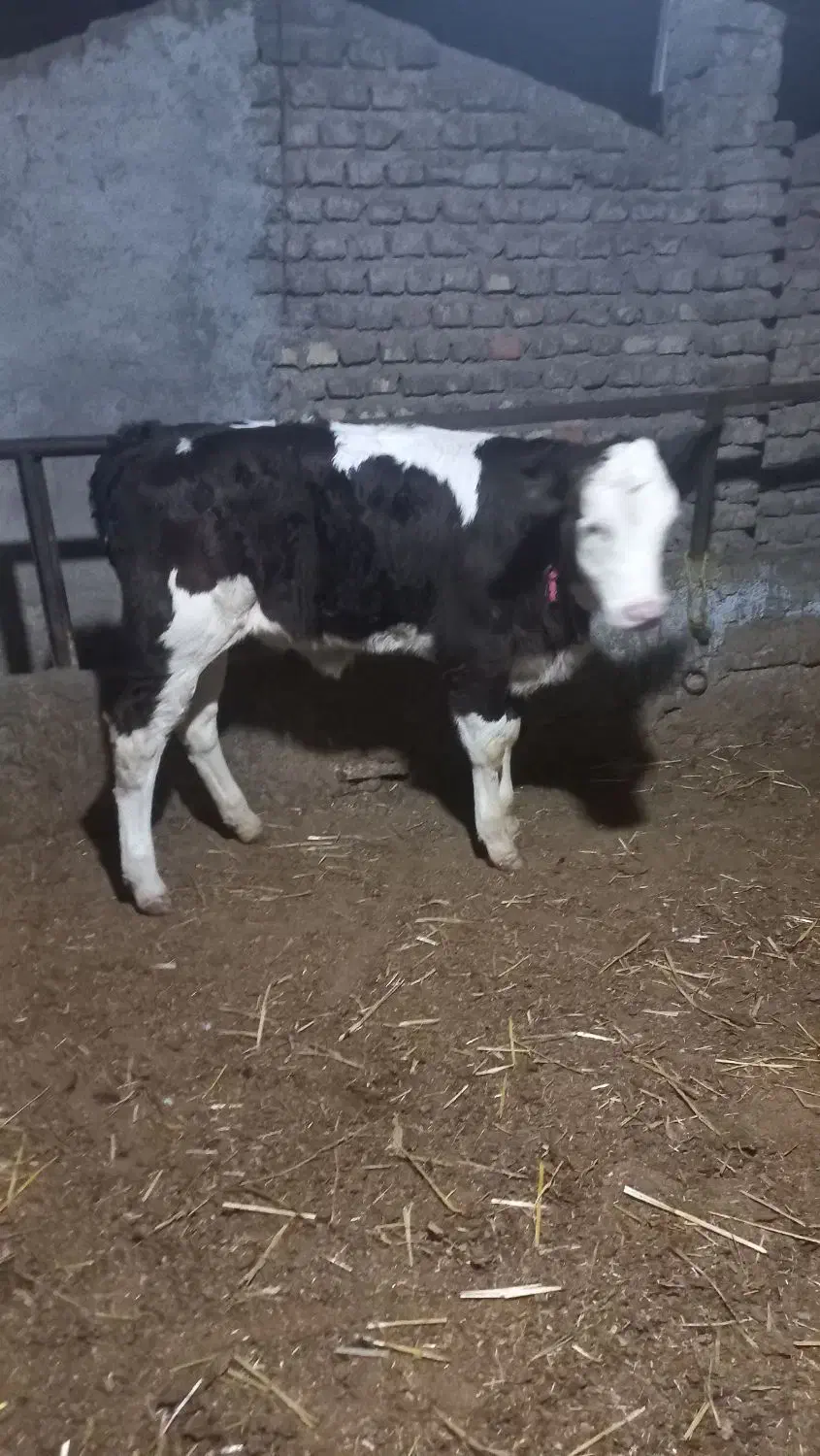 جمع اوری و ارسال گاو و گوساله|حیوانات مزرعه|تویسرکان, |دیوار