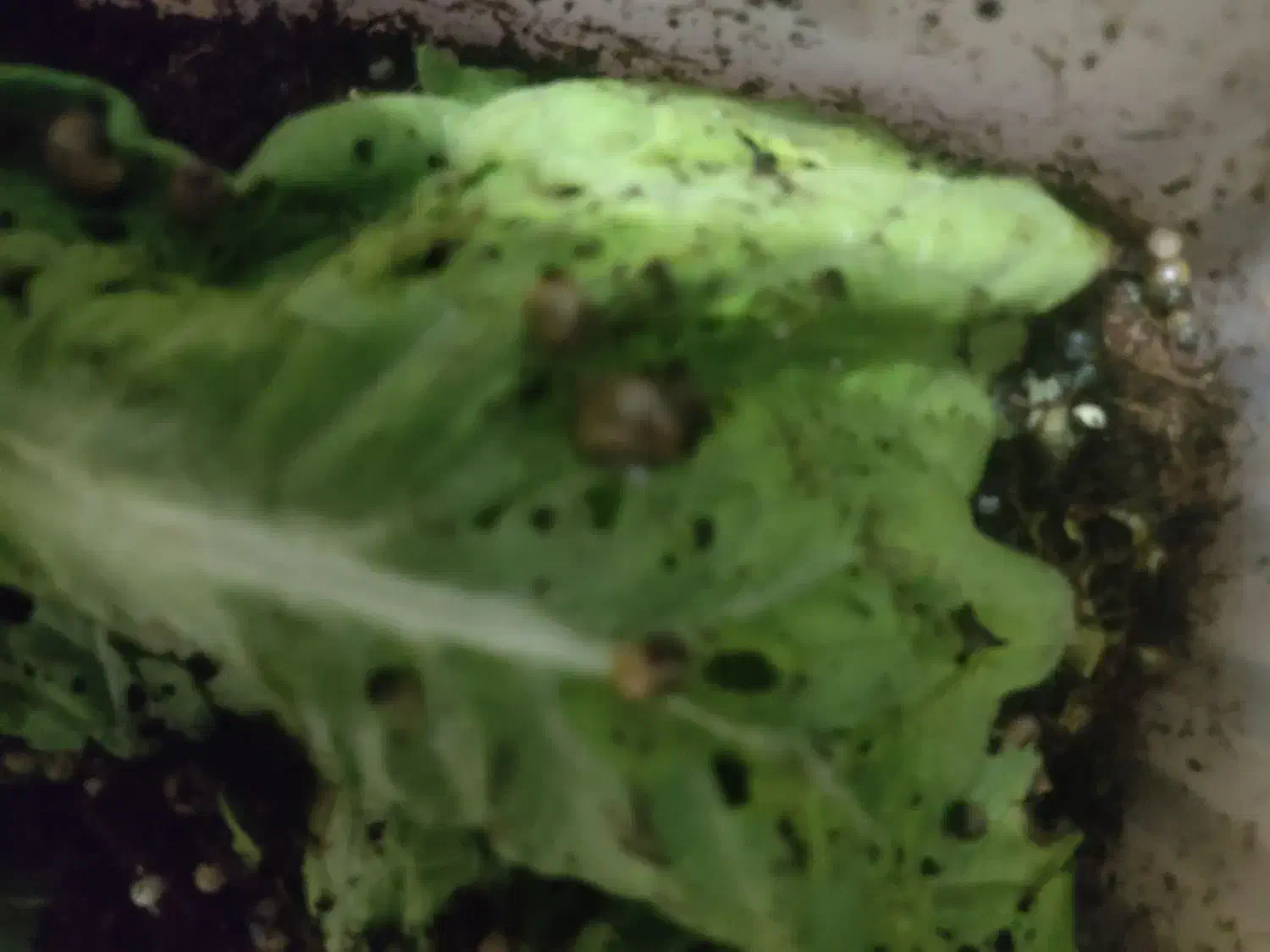 حلزون|خزنده|ابهر, |دیوار