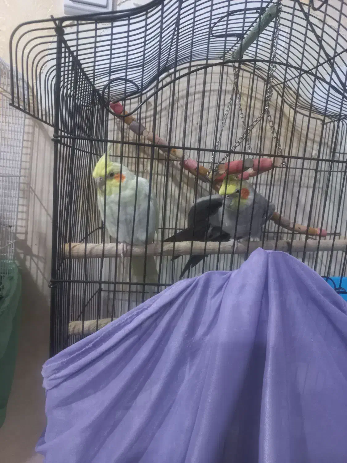 جفت عروس هلندی|پرنده|ساوه, |دیوار