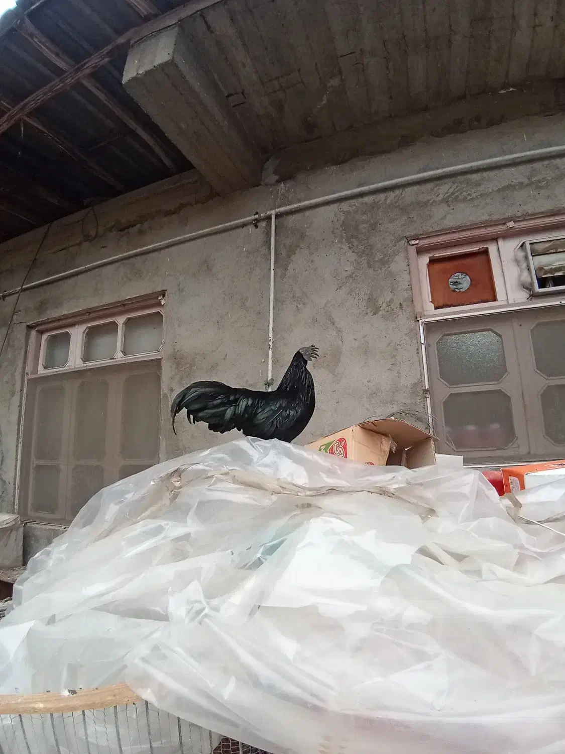 مرغ و خروس ارکانا و ایام سمانی.بوقلمون|حیوانات مزرعه|آمل, |دیوار