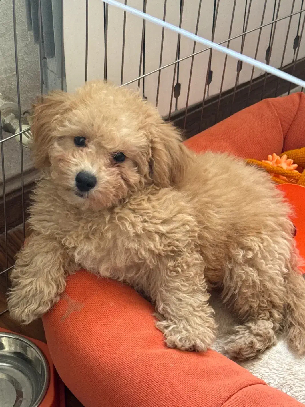 فروش سگ پودل|سگ|کرج, دهقان ویلا|دیوار