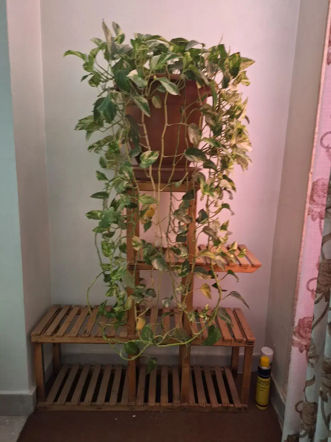 استند گل|گل و گیاه طبیعی|فردیس, شهرک ۱۱۰|دیوار