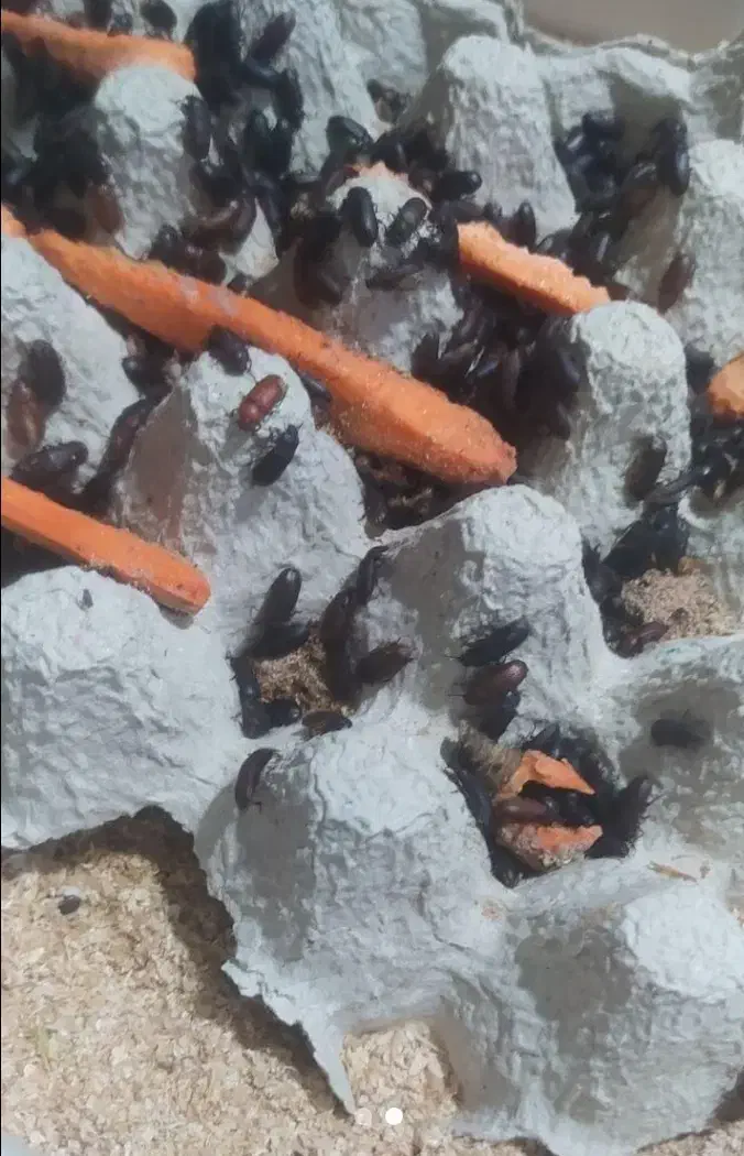 کرم میلورم زنده|خزنده|بروجرد, |دیوار