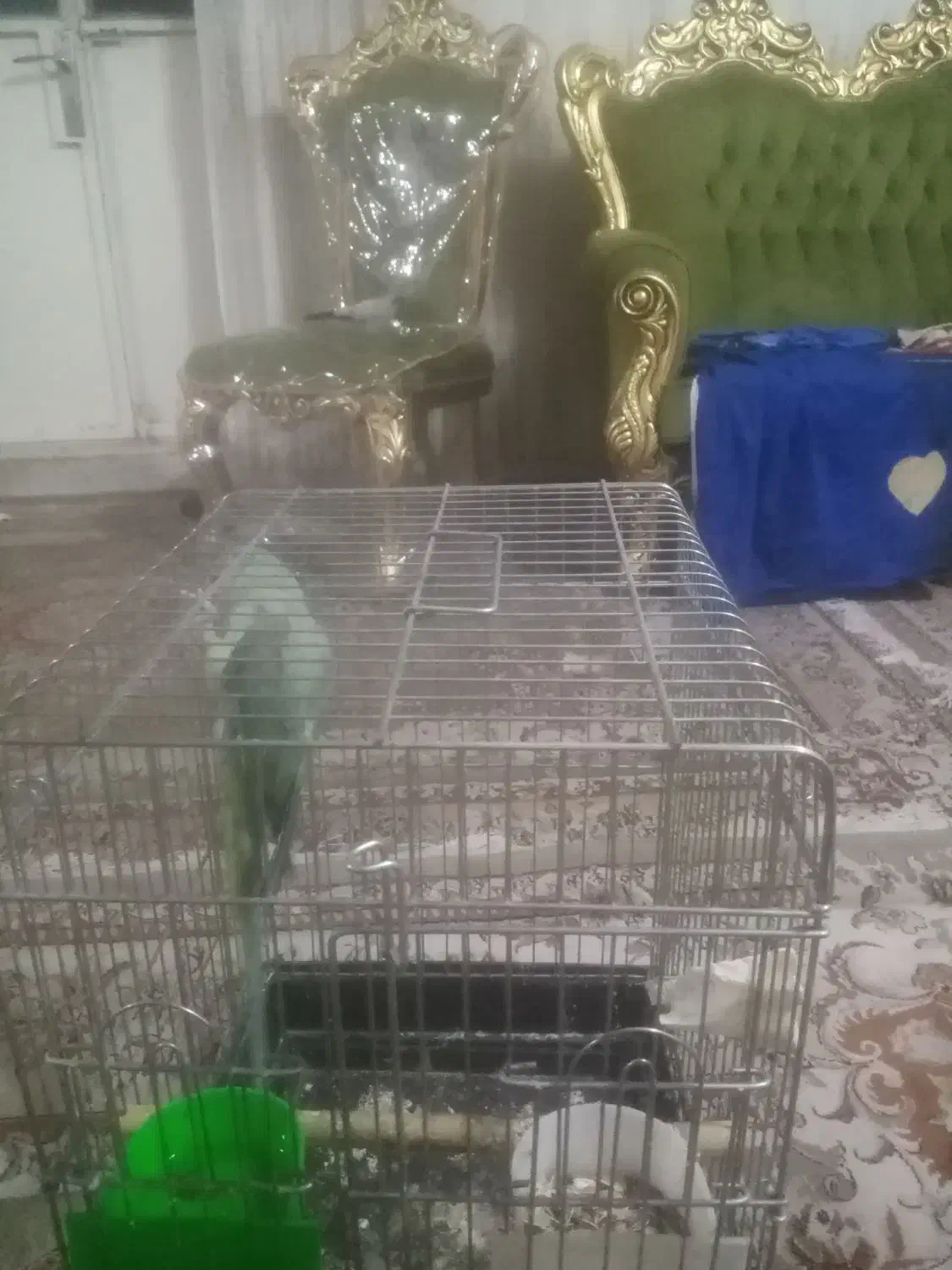 فروش شاه طوطی 9 ماهه بهترین  زمان برای اموزش|پرنده|بیرجند, |دیوار