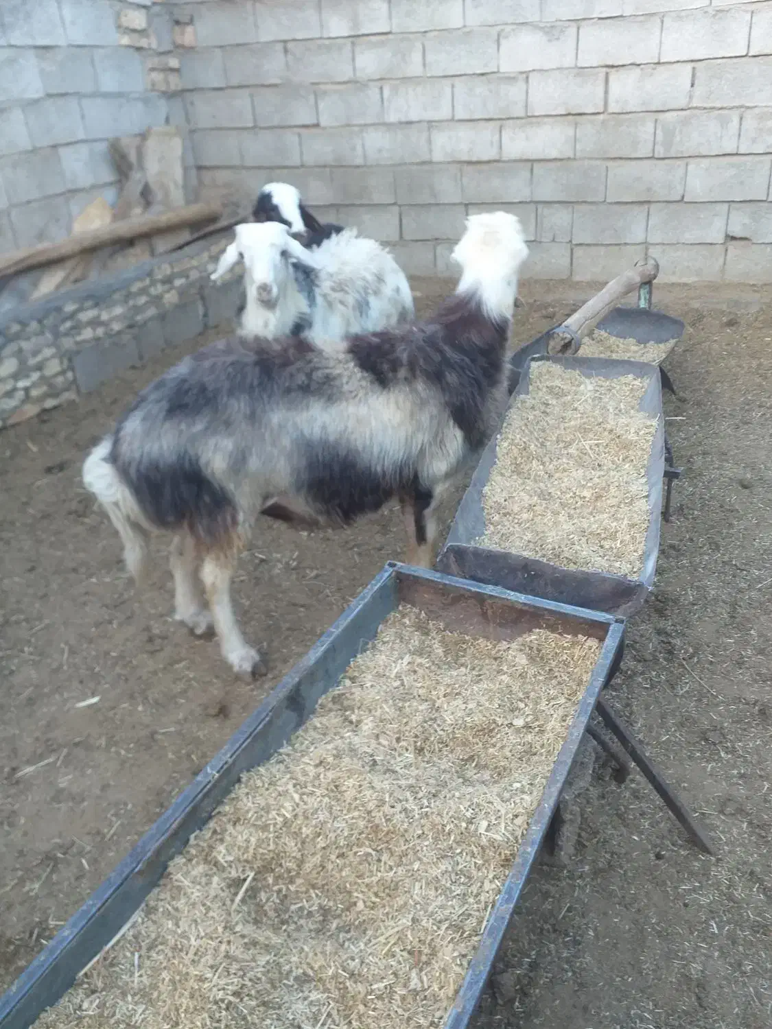 بره و قوچ|حیوانات مزرعه|عسگران, |دیوار