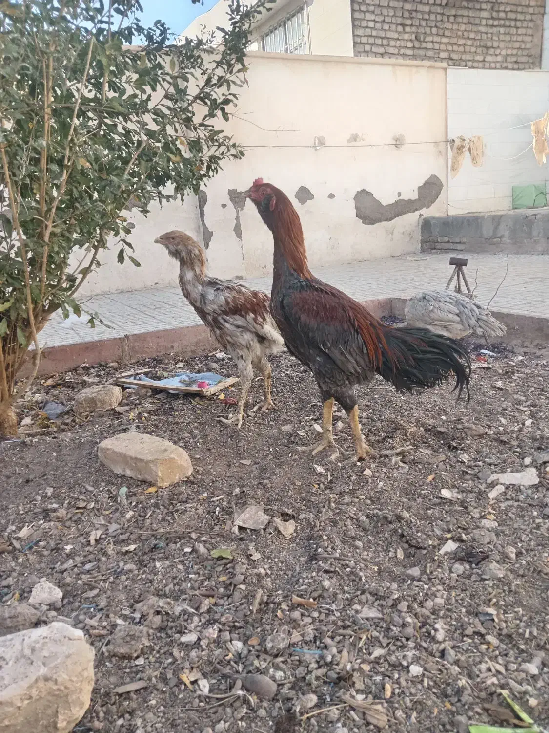 خروس لاری|حیوانات مزرعه|رشتخوار, |دیوار