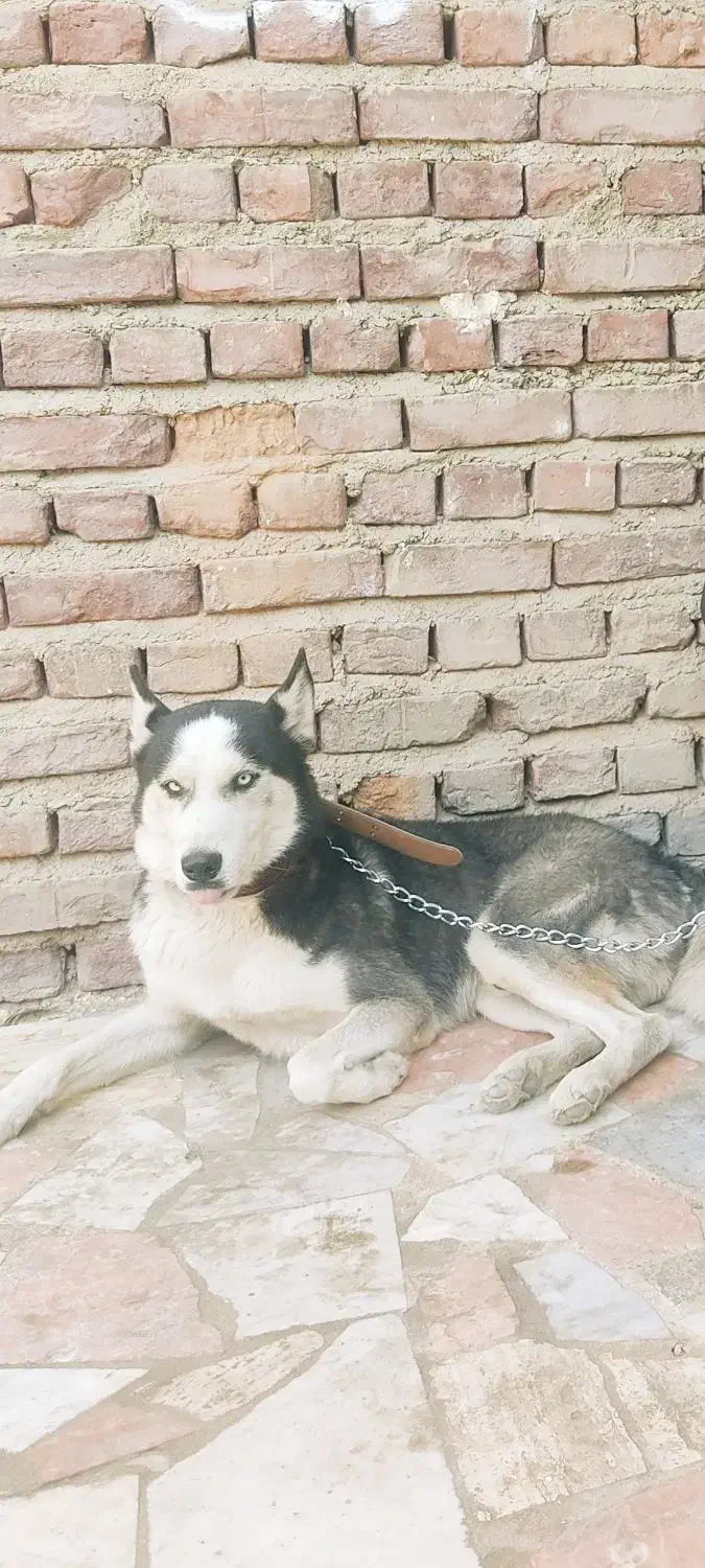 هاسکی|سگ|زاهدان, |دیوار