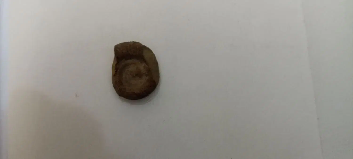 سنگ آمونیت|عمده‌فروشی|دامغان, |دیوار