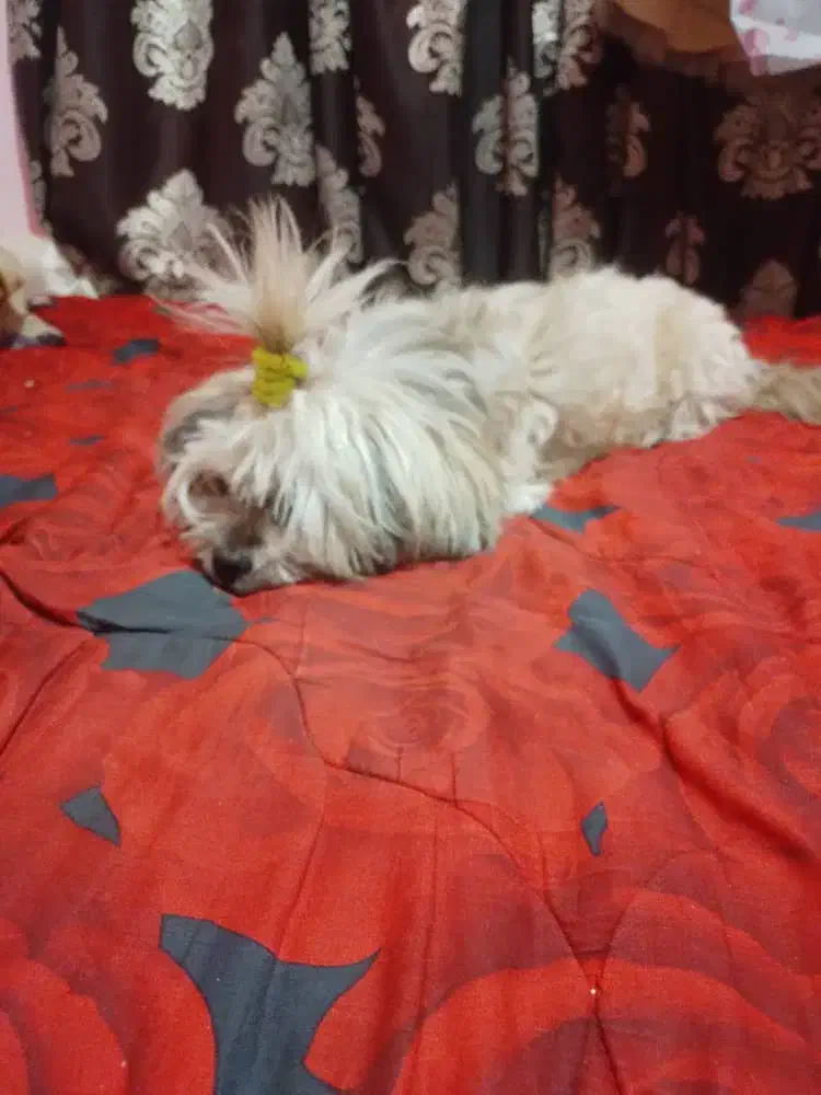 واگذار شیتزو کراس|سگ|گرگان, |دیوار