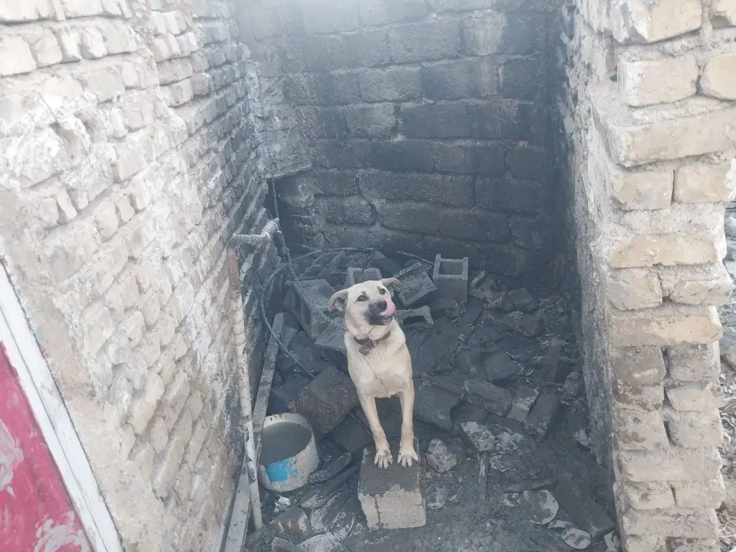 سگ سرابی|سگ|شیراز, باباکوهی|دیوار